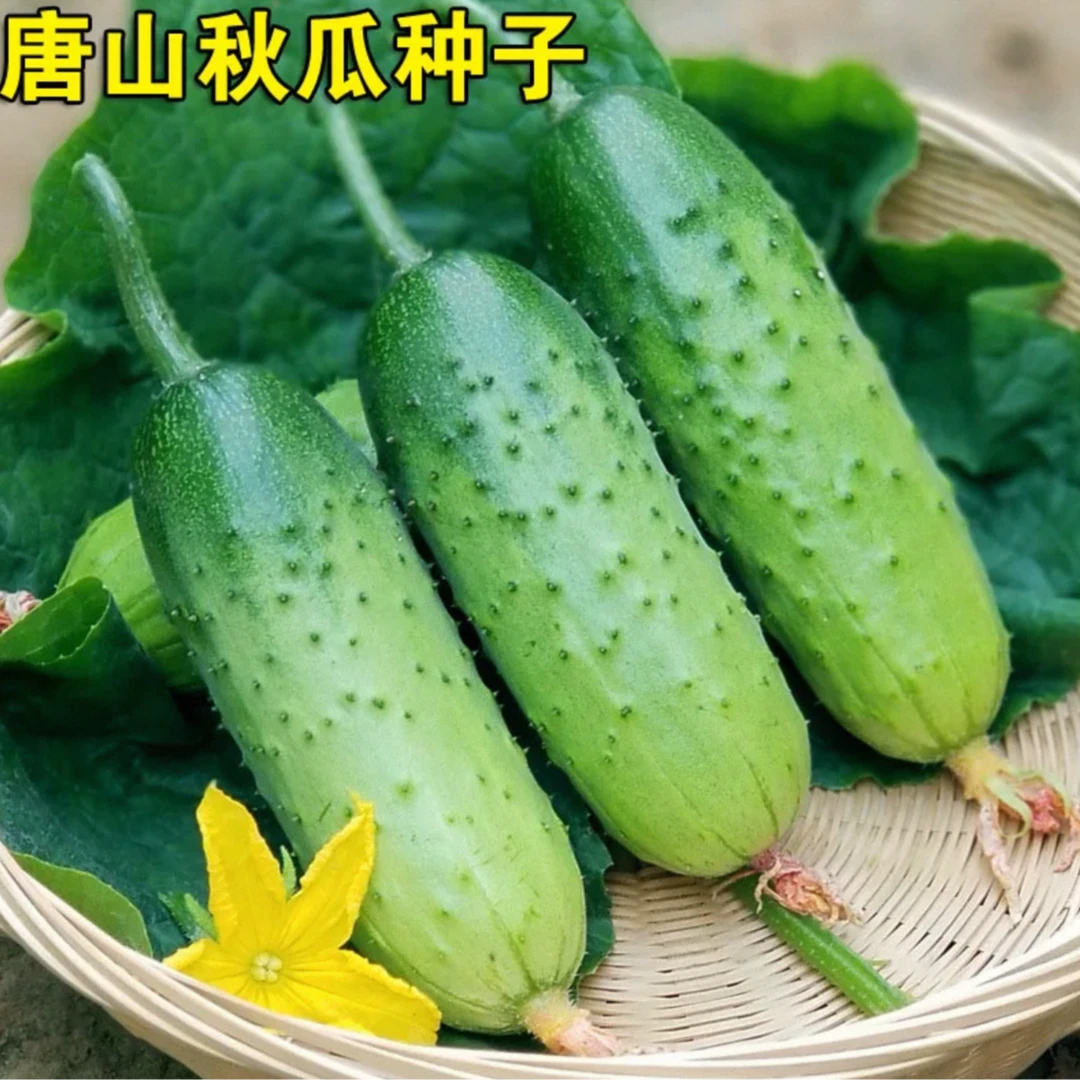 【唐山秋瓜种子】水果黄瓜阳台小院秋季易播种蔬菜秋播种植好吃