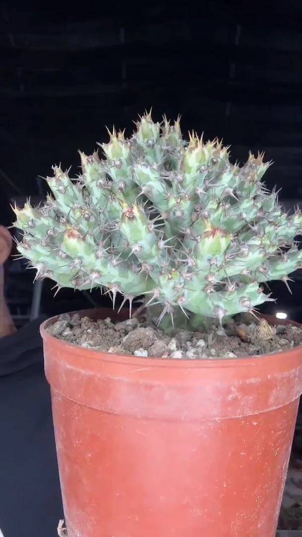 嫁接霍武烈59.99