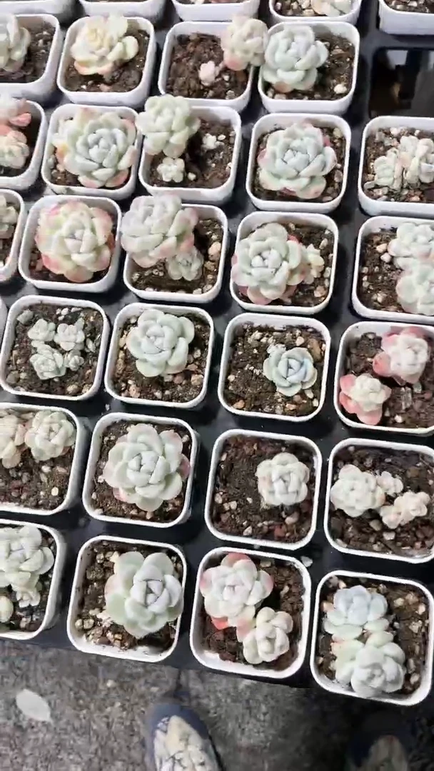 【闪购商品】553多肉