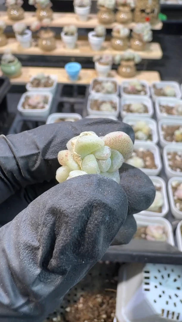 【闪购商品】149号到手1框-江北多肉