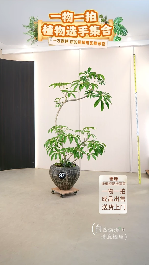 无花朵青*1日本进口保罗大叶伞种好栽好一整套送货上门