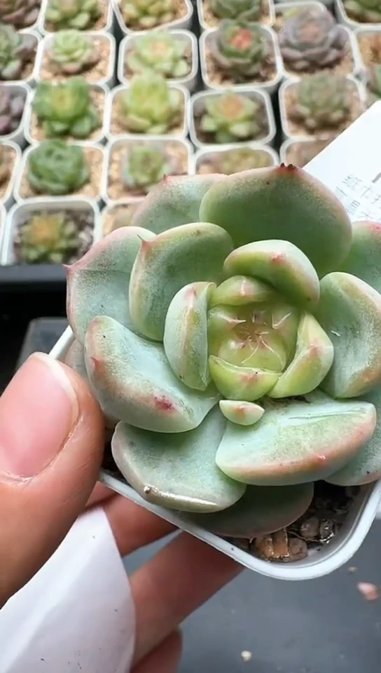 413F云禹多肉植物 默认脱土纸巾打包 3颗包邮