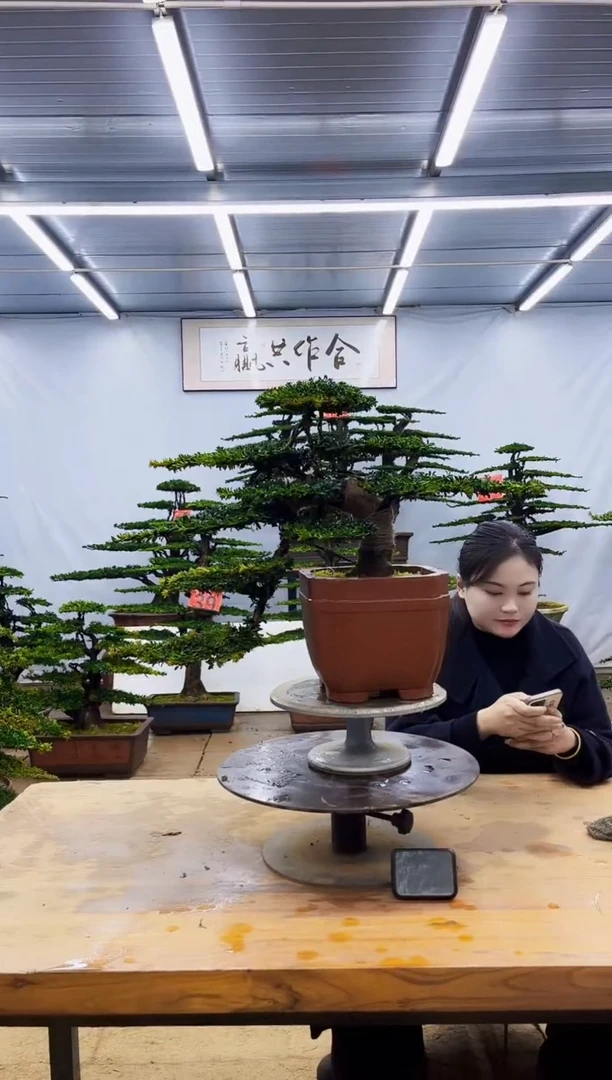 无花朵一物一拍，所见即所得