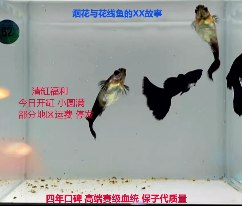 孔雀鱼总冠线木炭黑压成精品微瑕2对