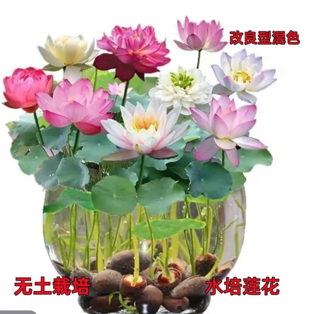【水培莲子】水培盆栽荷花种子生长快懒人新手易种植水培花卉