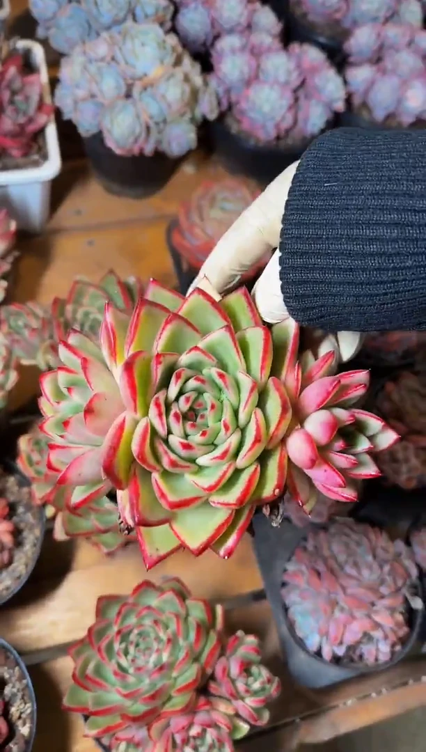 110#黄钻锦群（12-14cm）脱土