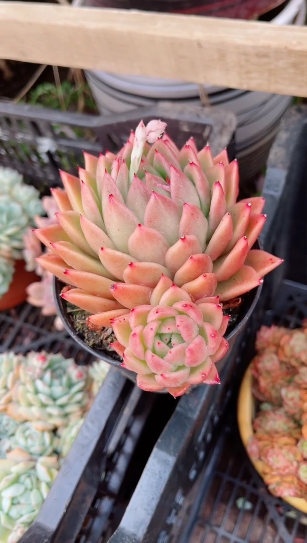 【闪购商品】06182