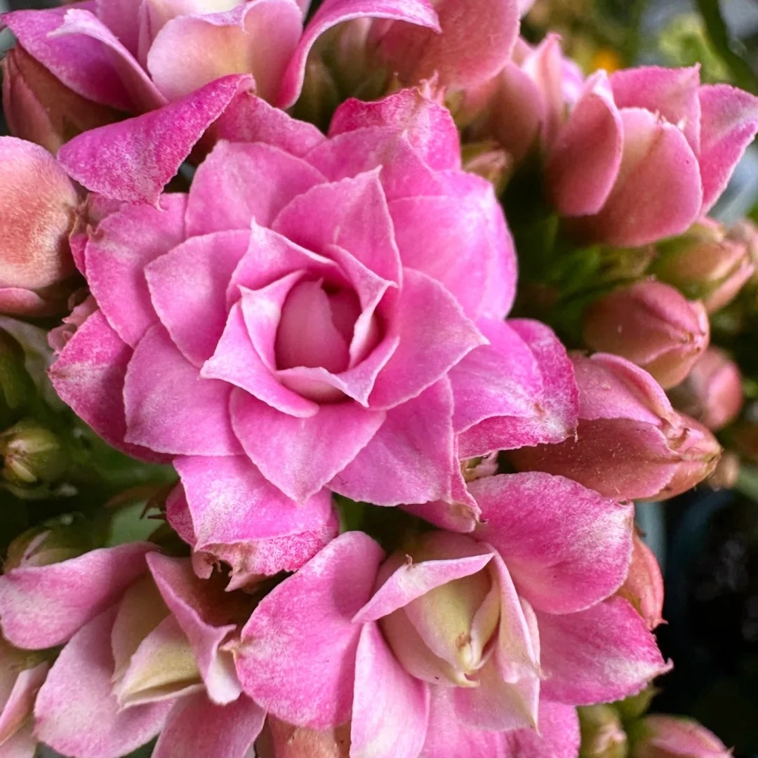 （胭脂雪110盆 ）基地直发一代长寿 稀有大花 室内懒人花