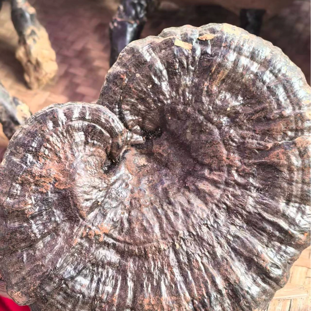 高山产品的灵 芝 黑色的可泡可煮