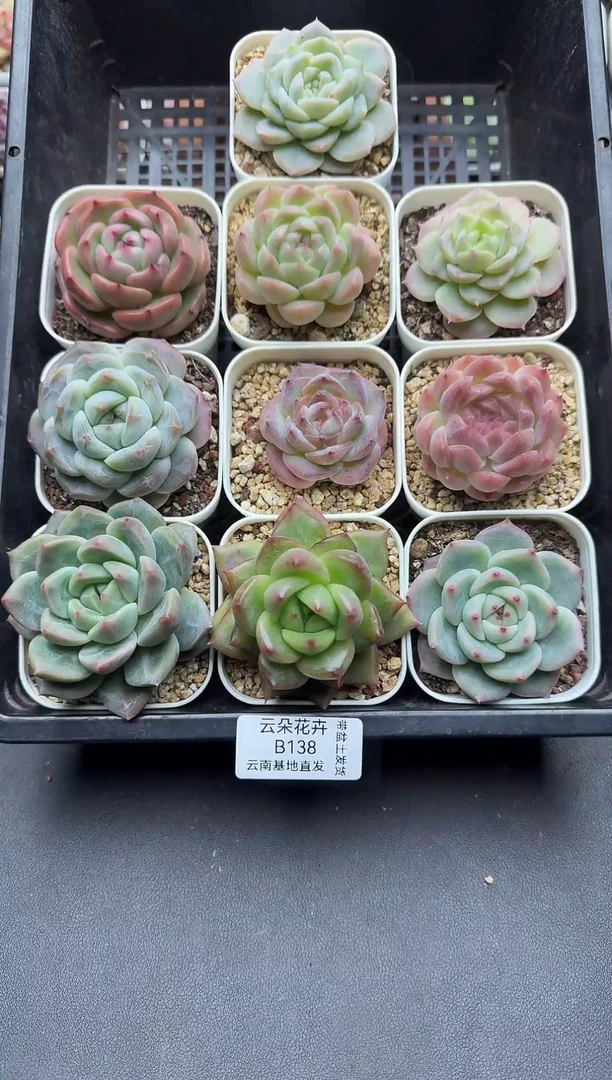 珍妮杂交多肉B138