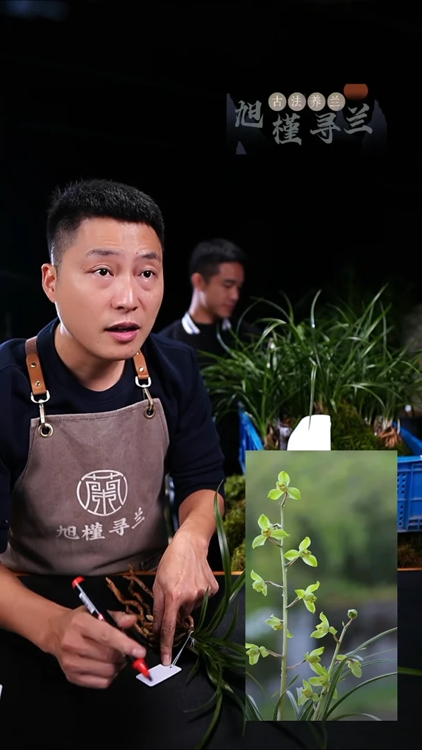 完全开放仰*！章熙义仙（2苗）活动价