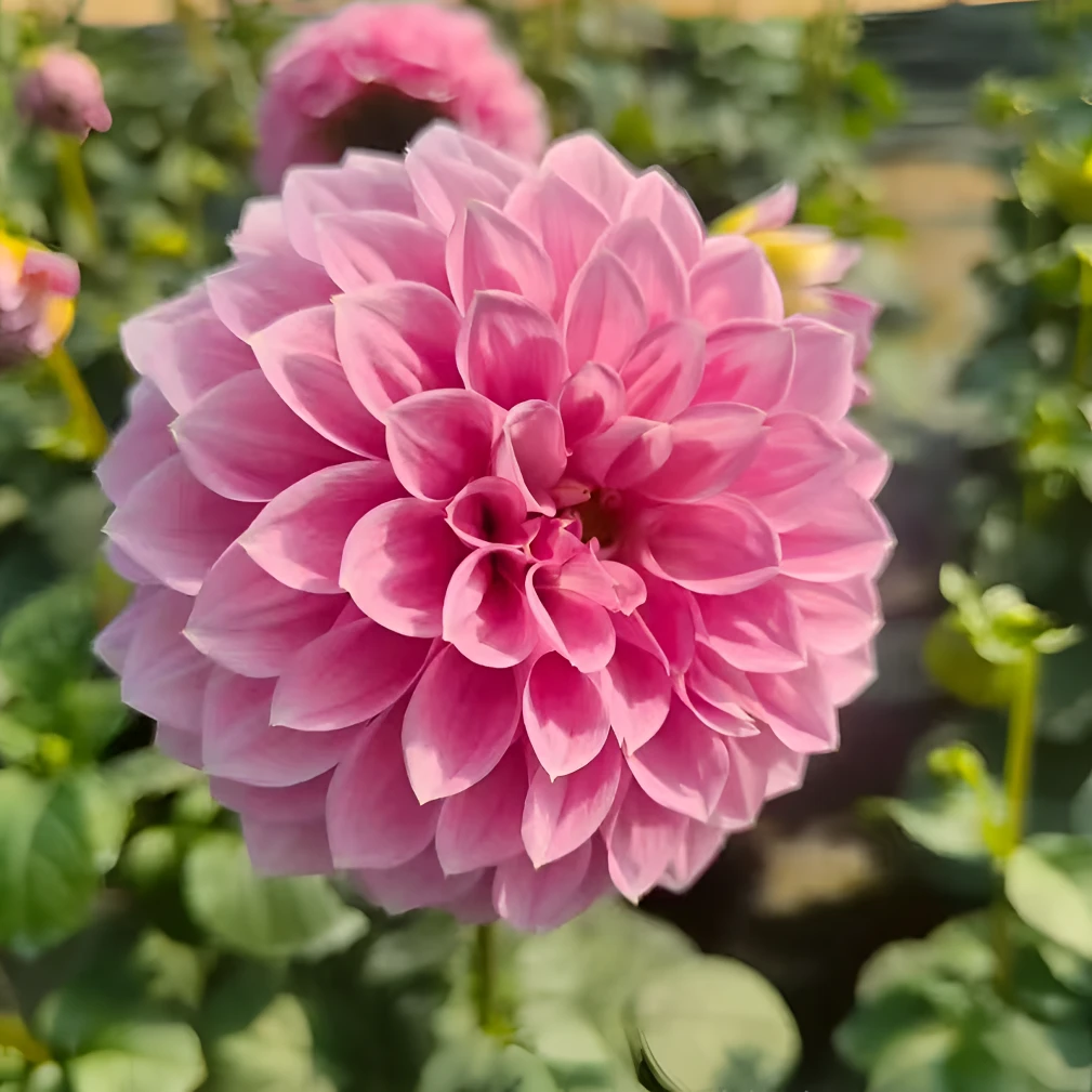 大盆【绿野仙踪】进口大丽花盆栽天竺牡丹原盆原土发货