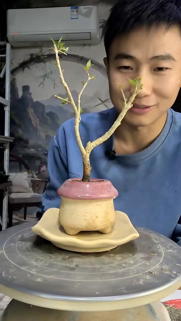 m****h中青园艺一物一拍21