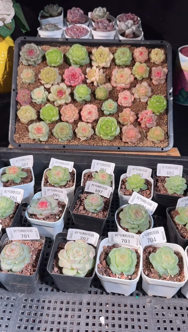 1108-707碧琉璃量拍麦秆群不包整