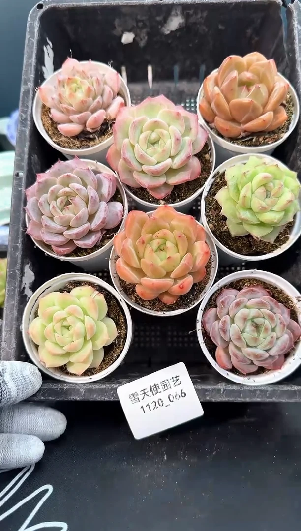 1120- 066  多肉8颗