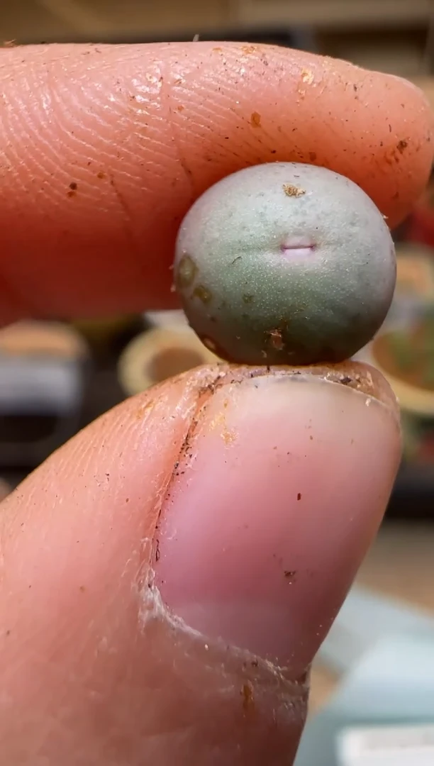 【闪购商品】7-63·434