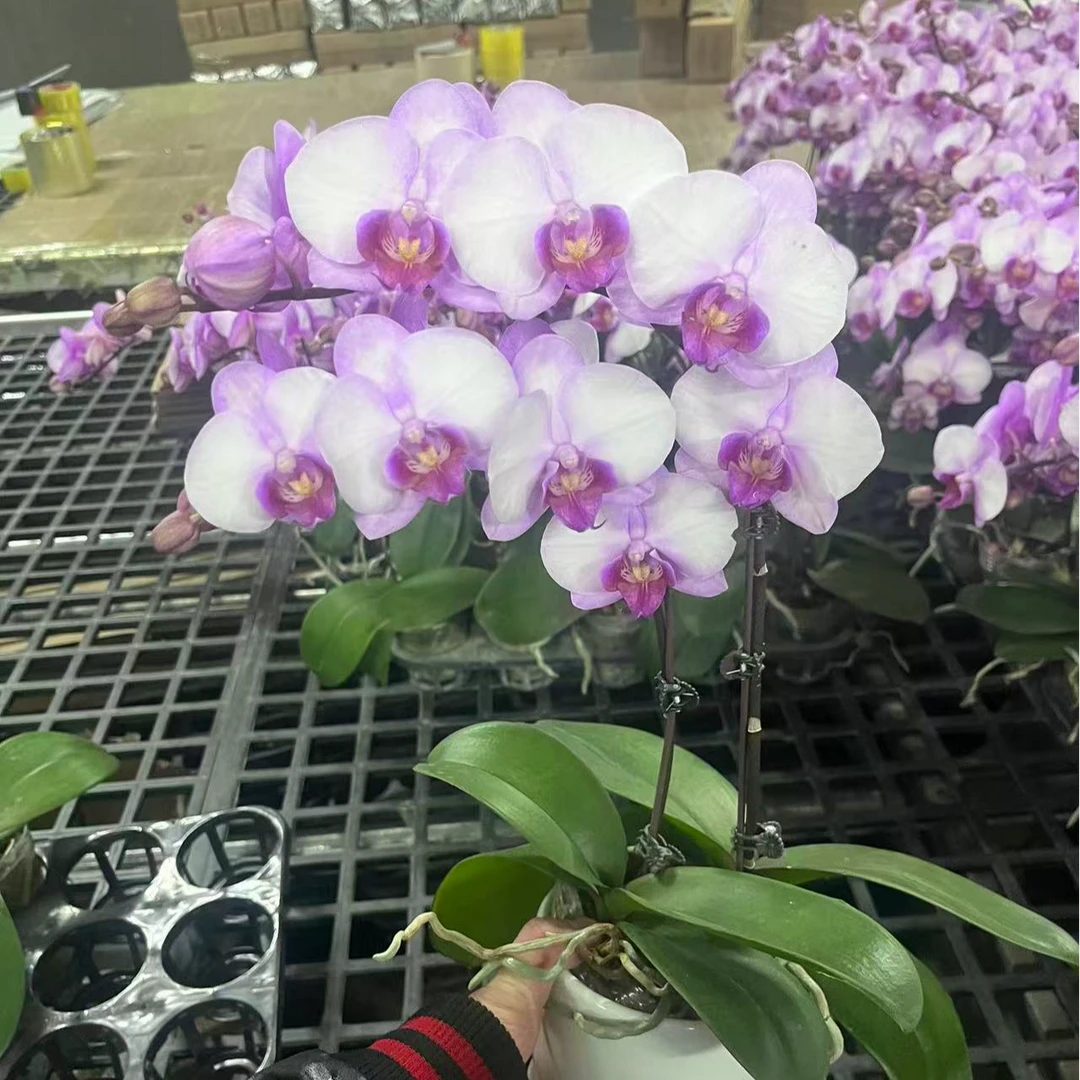 蝴蝶兰《豆蔻佳人》 两苗2花剑  带花发货 耐养好养活基地直发