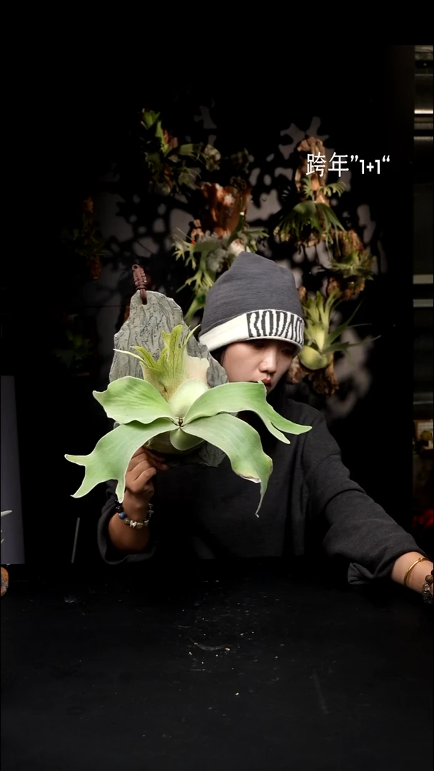 不开花植物LC1231-21 银华