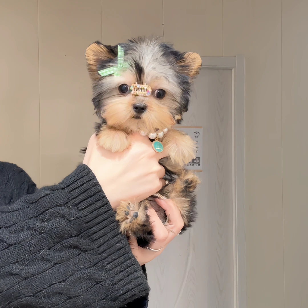 （非全款）智趣活体宠物幼犬纯种小狗-门店预约自提拍付链接