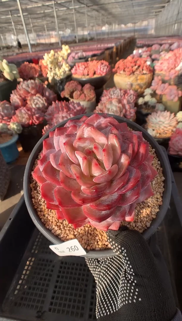 260蒙克一物一拍888