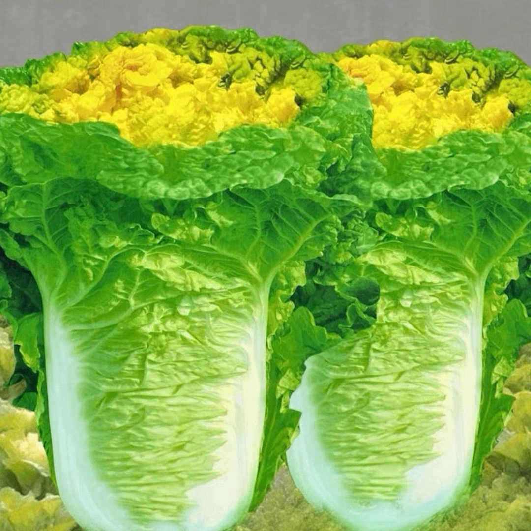 黄心高桩大白菜种子耐热耐寒秋播盆栽地栽阳台庭院四季种植蔬菜
