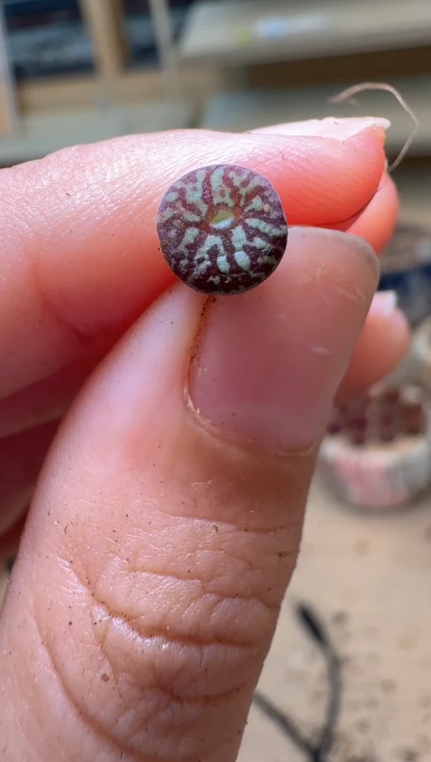 多肉植物肉锥16-270墨