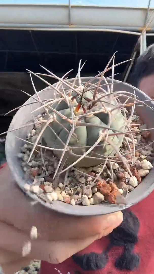 3-4  号           19.99