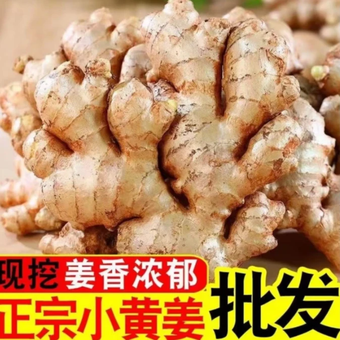 【大山】正宗高原小黄姜山地种植香味浓郁辛辣适中2025年现挖新姜