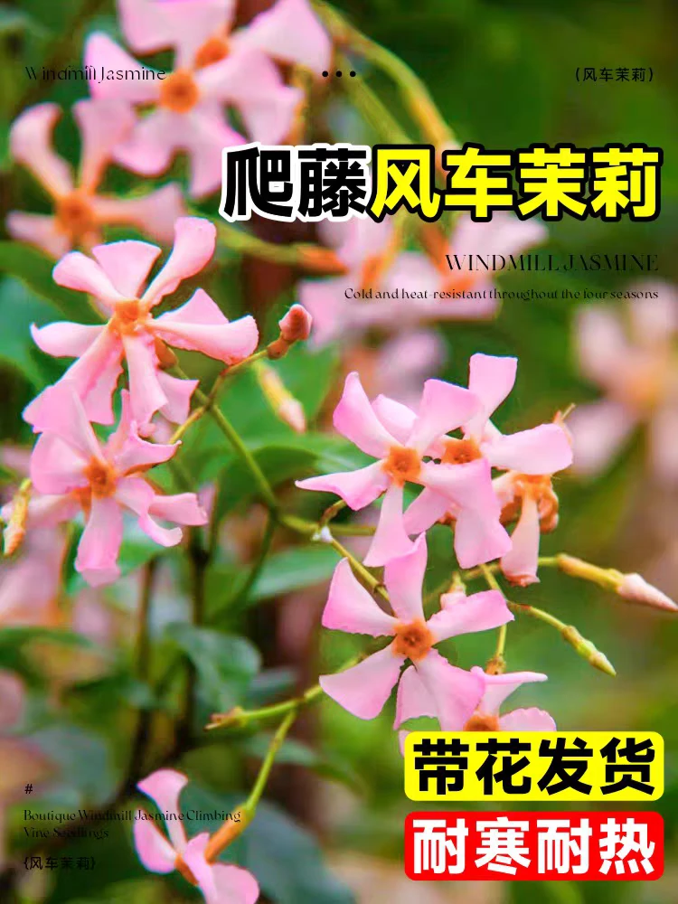 粉色风车茉莉庭院爬藤植物花香耐寒耐热四季开花盆栽绿篱