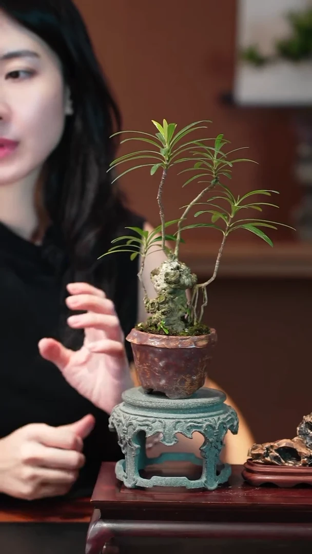 无花朵栀子花盆景盆景盆景