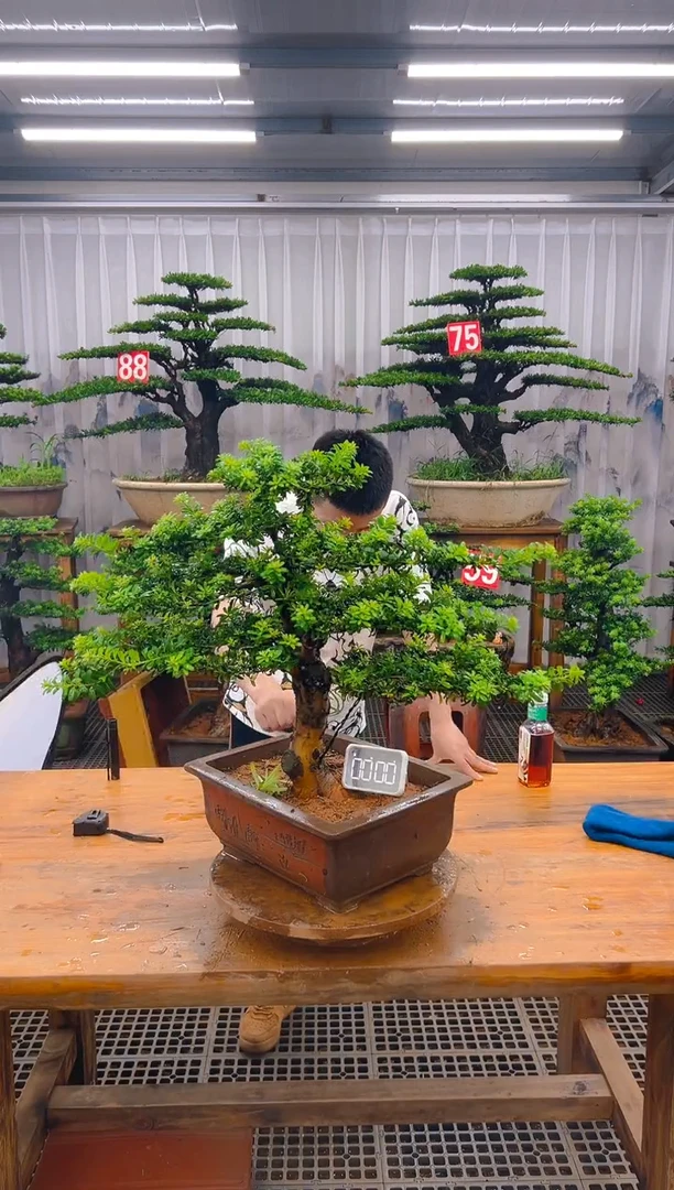 无花朵精品盆景直播间一物一拍