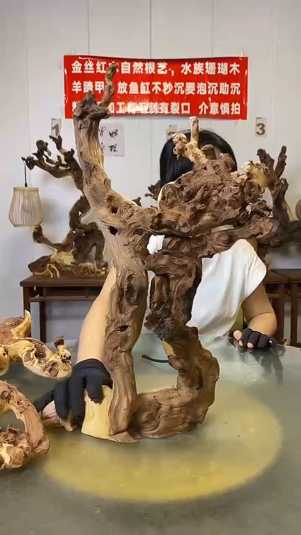 香榧木飞*金丝红木   羊蹄甲