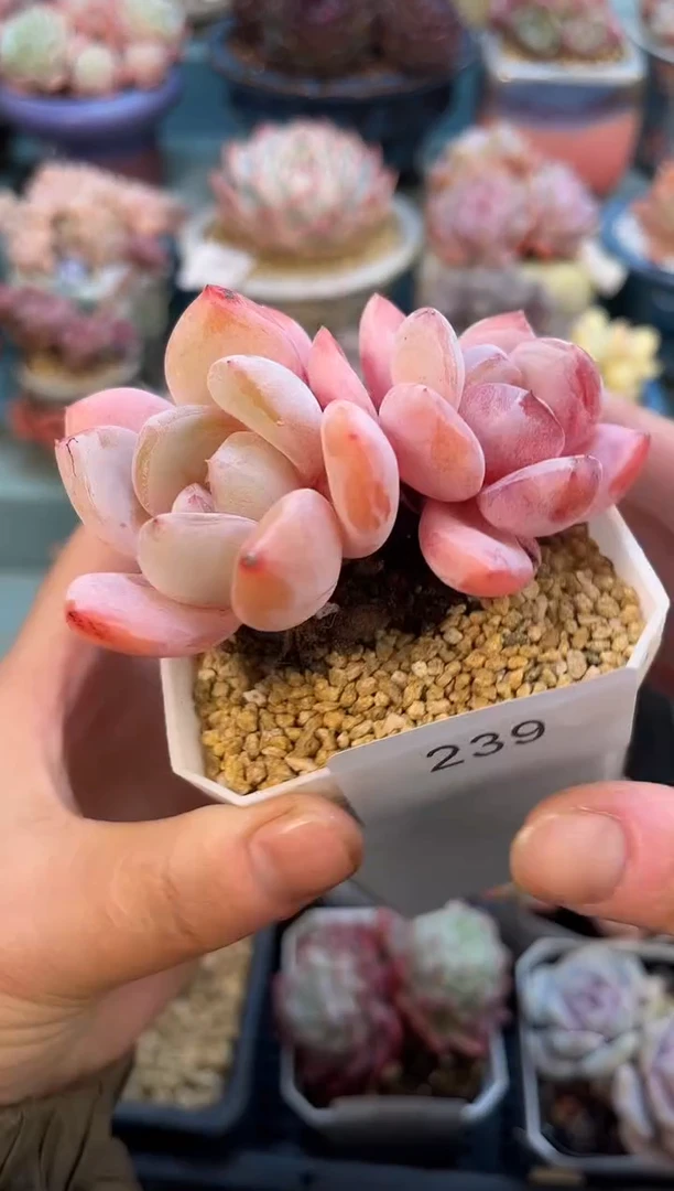 239双头糖果多肉