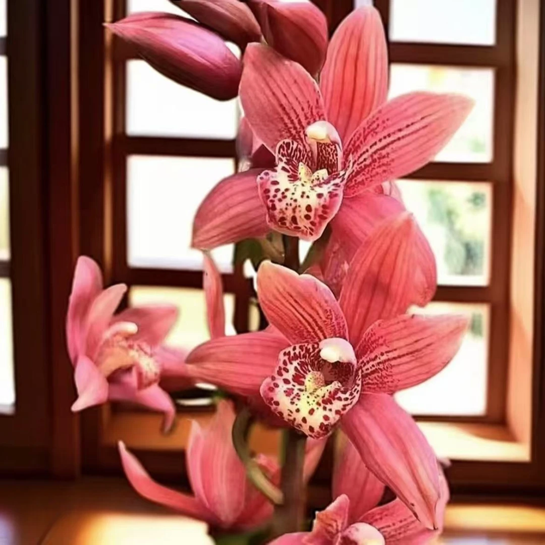 【东方美人】大花蕙兰浓香好养室内外好养精品绿植花卉盆栽