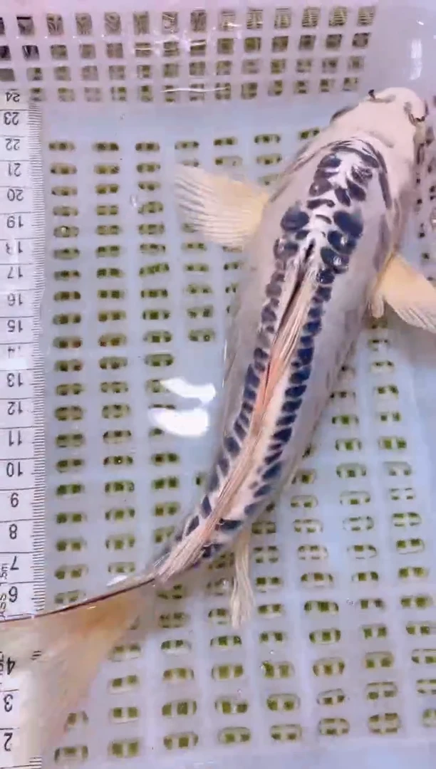 锦鲤冷水观赏鱼全场包邮49