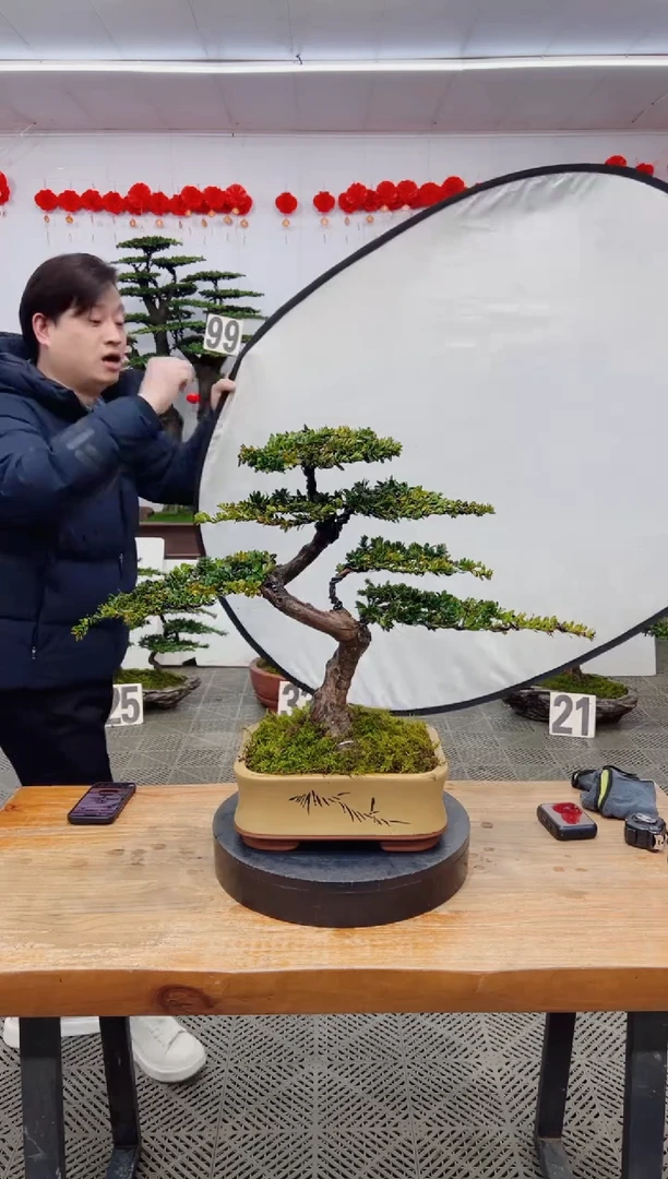 【闪购商品】盆景盆景