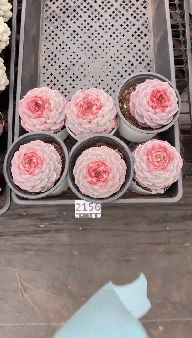 【闪购商品】信福多肉一物一拍