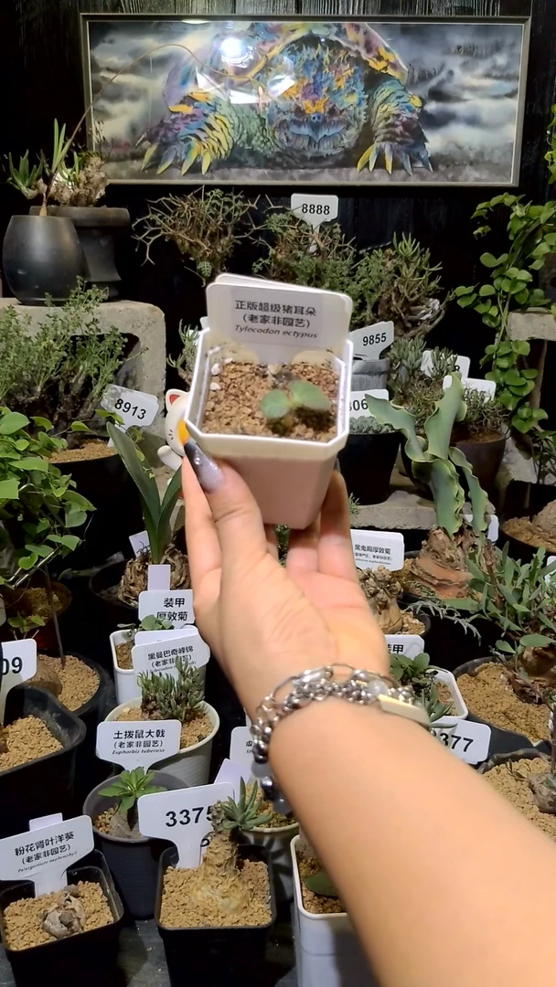 号1206福利超级猪耳朵