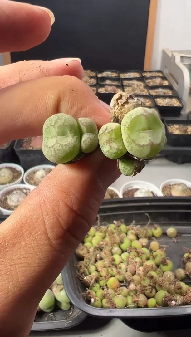 一物一拍       41