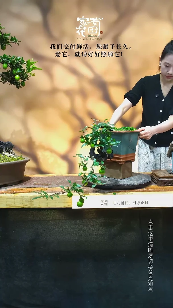 无花朵?***金家有花田-老桩金弹子