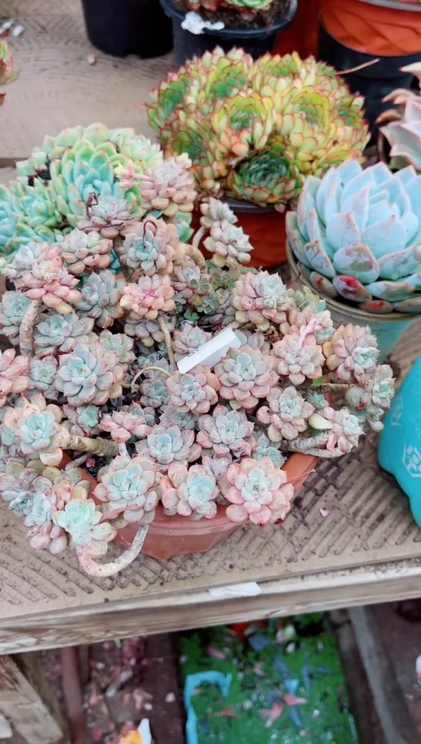 29096多肉植物一物一拍