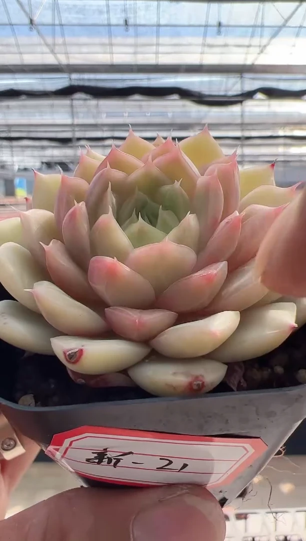 【闪购商品】东云新-21