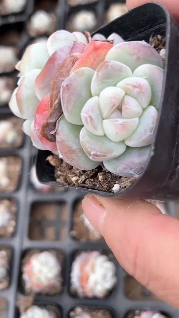 【闪购商品】65盆琥珀冰玉单双多肉