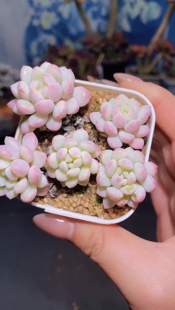 【闪购商品】857小红蛋锦