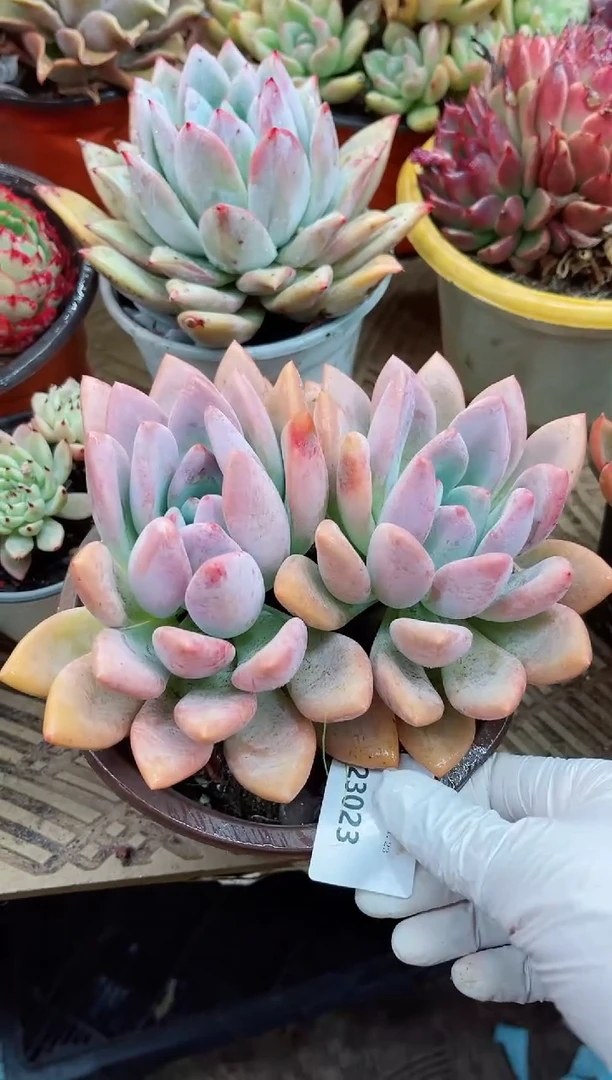 【闪购商品】23023