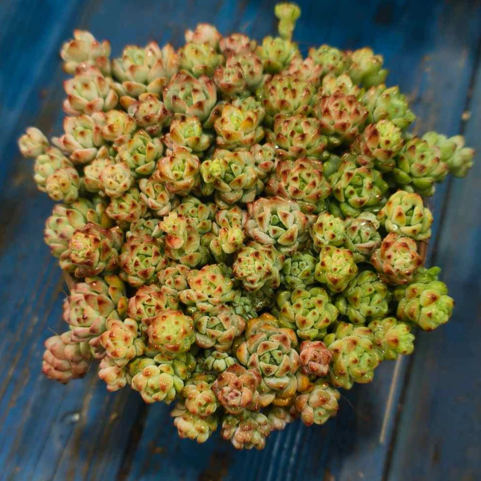 【百丽多肉】精品调色板（拍一发二）  带盆带土批发一单包邮大福利品