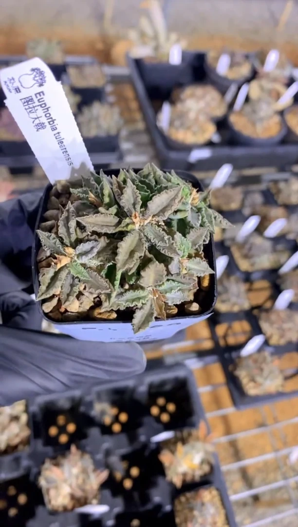 【闪购商品】图拉大戟FA-862