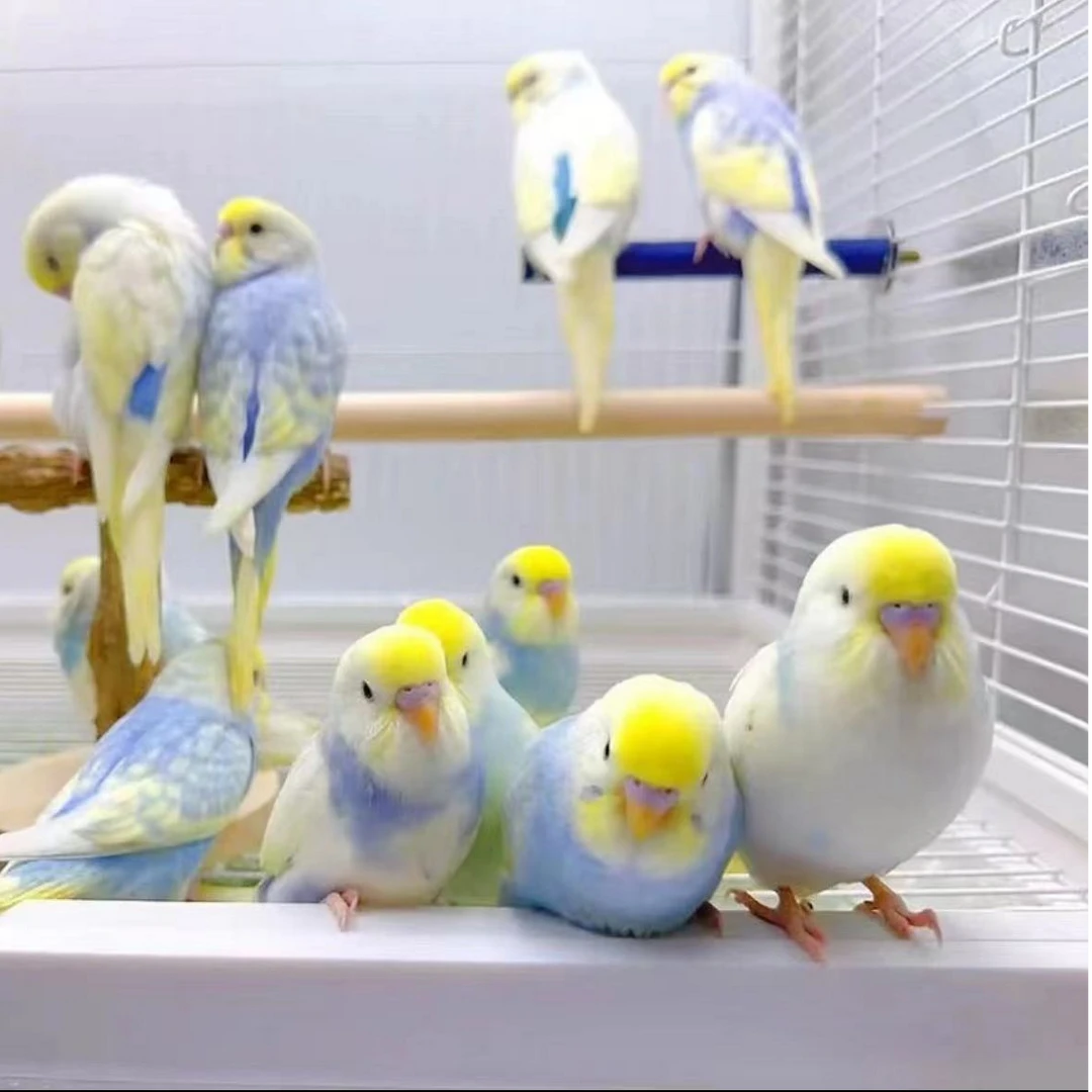 精品种鸟金彩成年种鸟