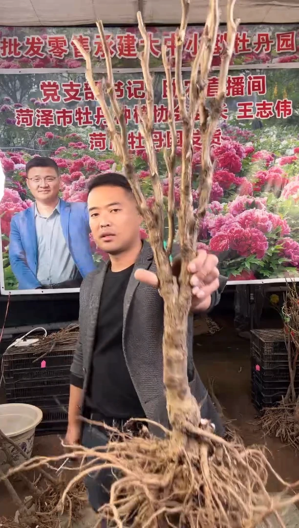 闪购菏泽牡丹园  花王13