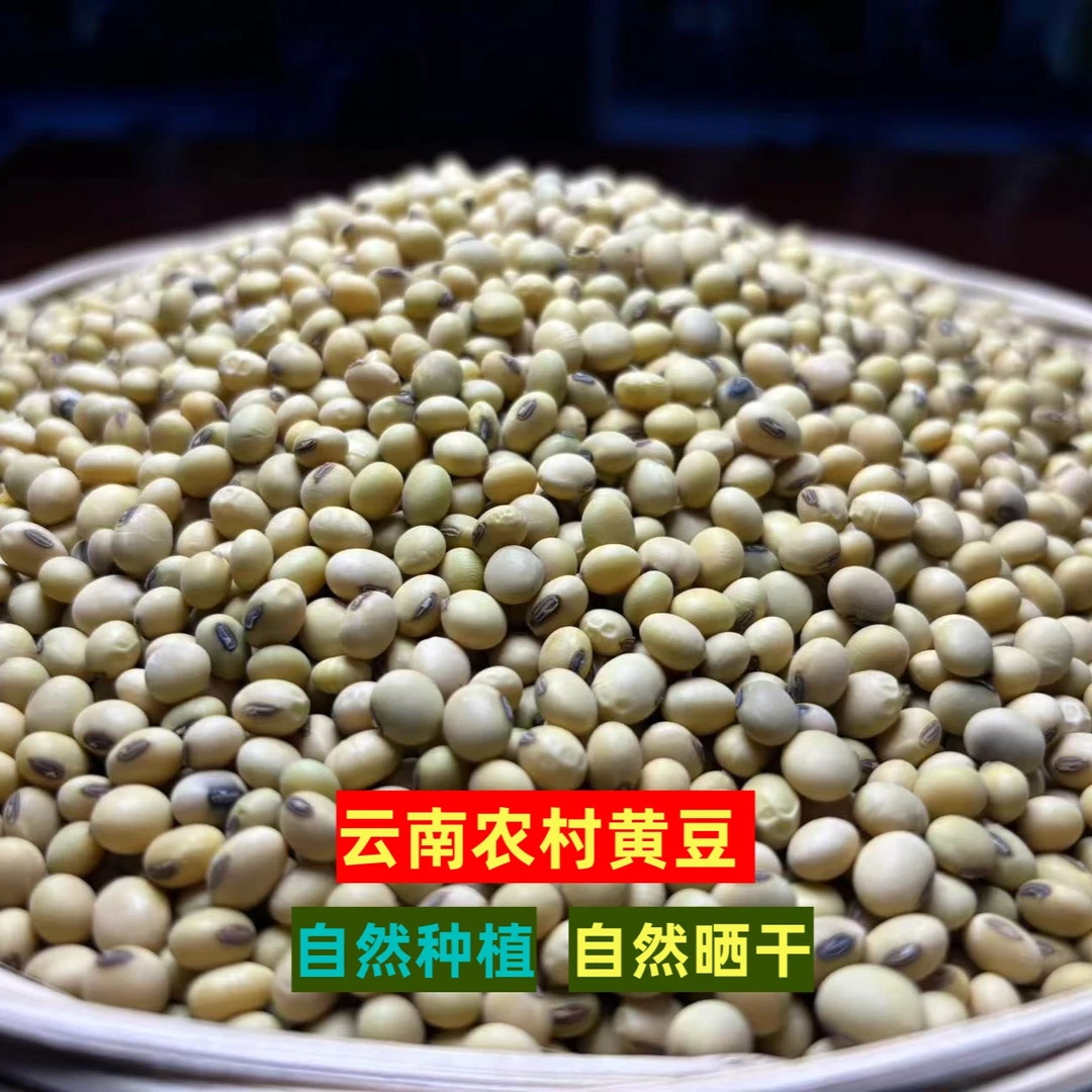 云南黄豆农家自产新鲜